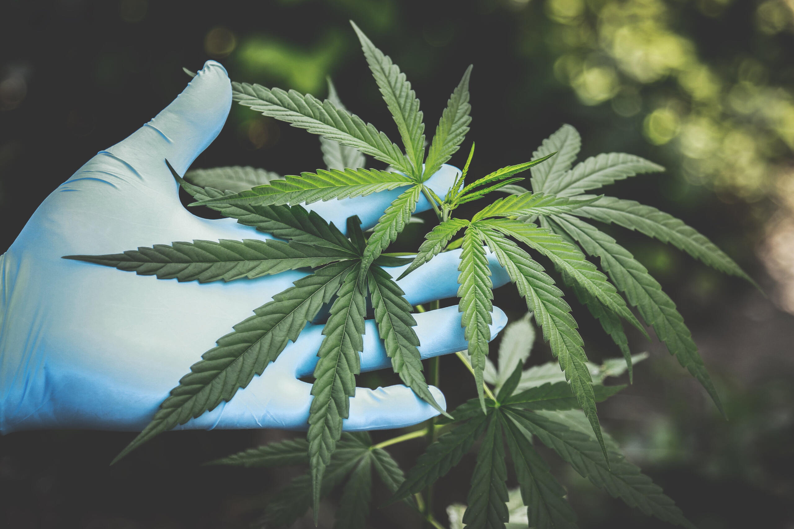 PhG Awarded Grower/Processor License by Pennsylvania Department of Health